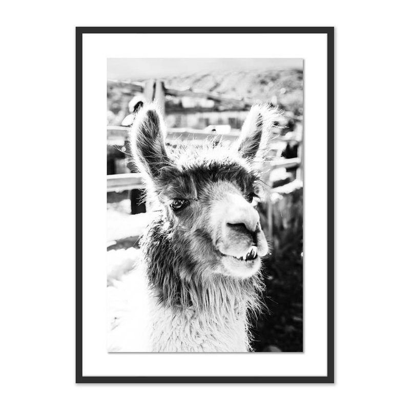 Llama Color Print by Erica Singleton, 40" H x 29" W x 2.5" D, Black