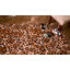 Tapis beige / brun Eagletown-8280386