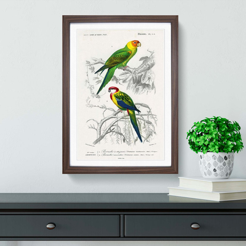 Parrot Illustrations by Charles dOrbigny - Framed Print, 48cm H x 36cm W x 2cm D, Walnut Framed