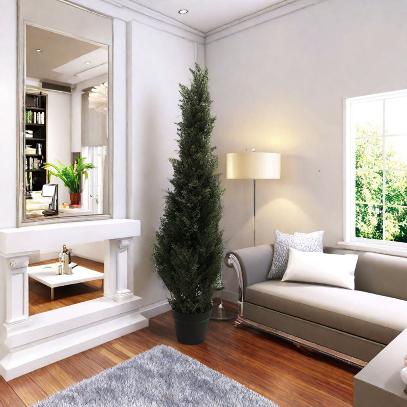 Cypress Plant, 25cm (W) x 25cm (D) x 90cm (H)