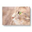 Portrait Of A Cat Vol.13 Painting - Wrapped Canvas-64025090