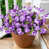 Purple/Blue
