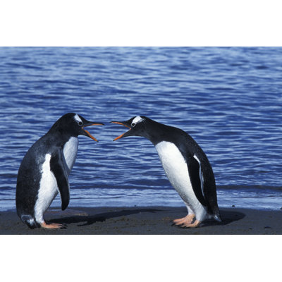 Two Arguing Wild Gentoo Penguins by GomezDavid - No Frame Art Prints on Canvas