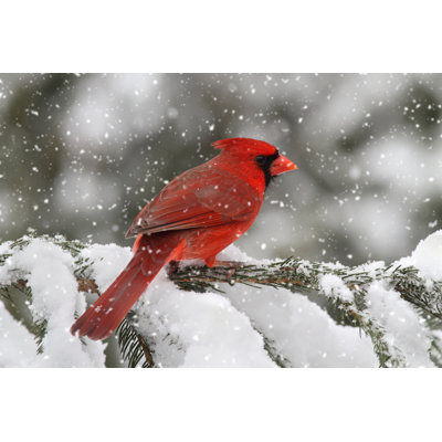 " Cardinal in a Snow Storm " Color Photography Print
