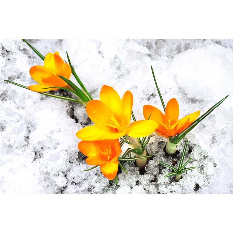 «Crocus Flowers» par Taiftin - photographie sur toile tendue, H 12 po x l 18 po
