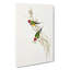 Beautiful Grass Finch by Elizabeth Gould - Wrapped Canvas Painting Pint-55363625