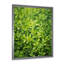 Herbes, thym, passage 1 - Art floral-1778332456-1811615747
