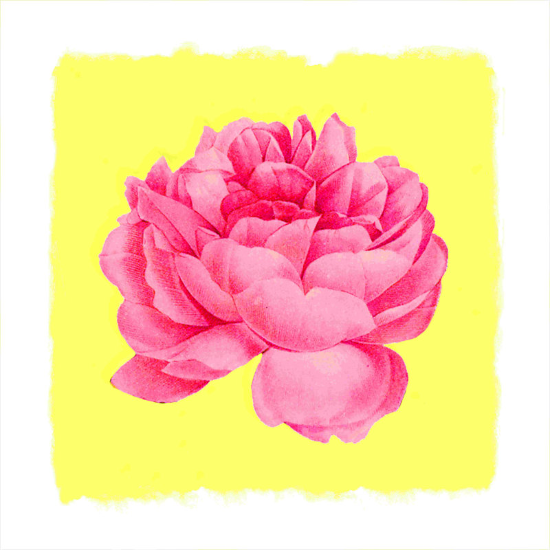 Rose rose et jaune - peinture sur toile tendue, H 12 po x l 12 po