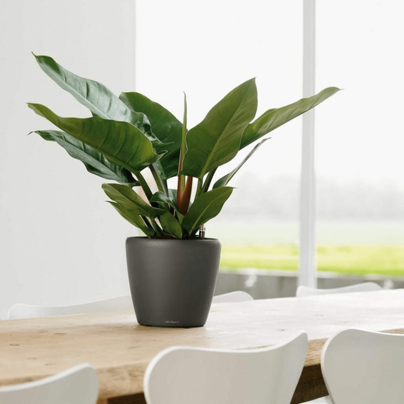 Classico Pot Planter, Cream White, 20cm H x 21cm W x 21cm D