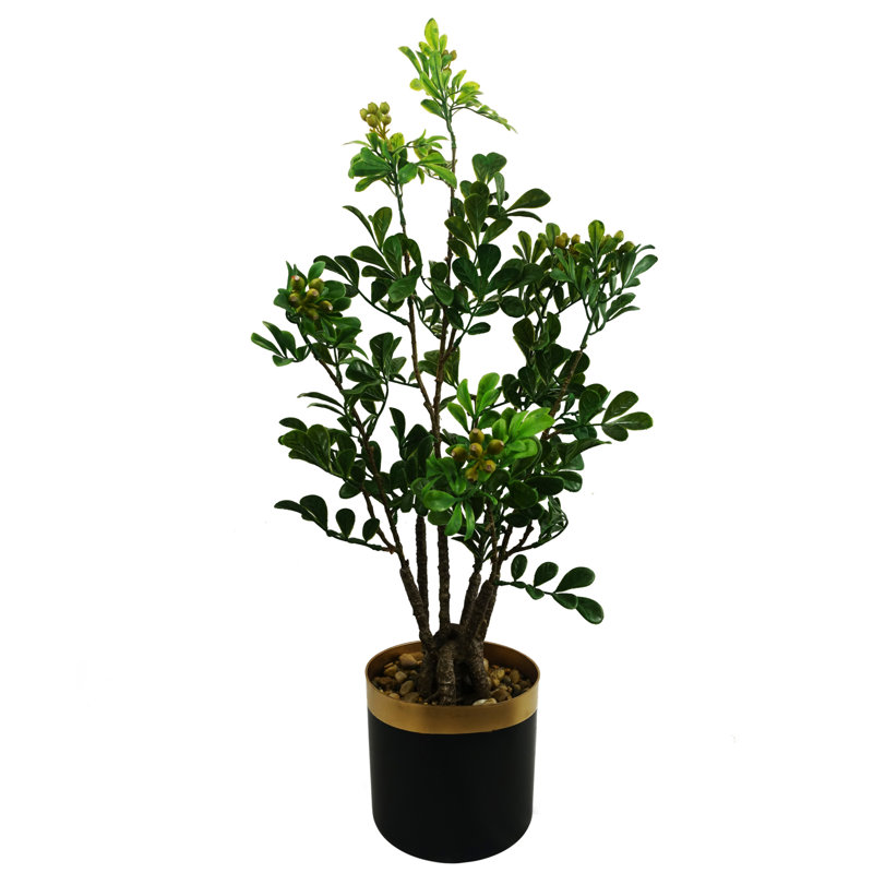Eucalyptus Arrangement in Pot