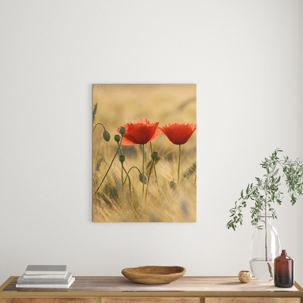 Fotodruck Poppies at Dusk