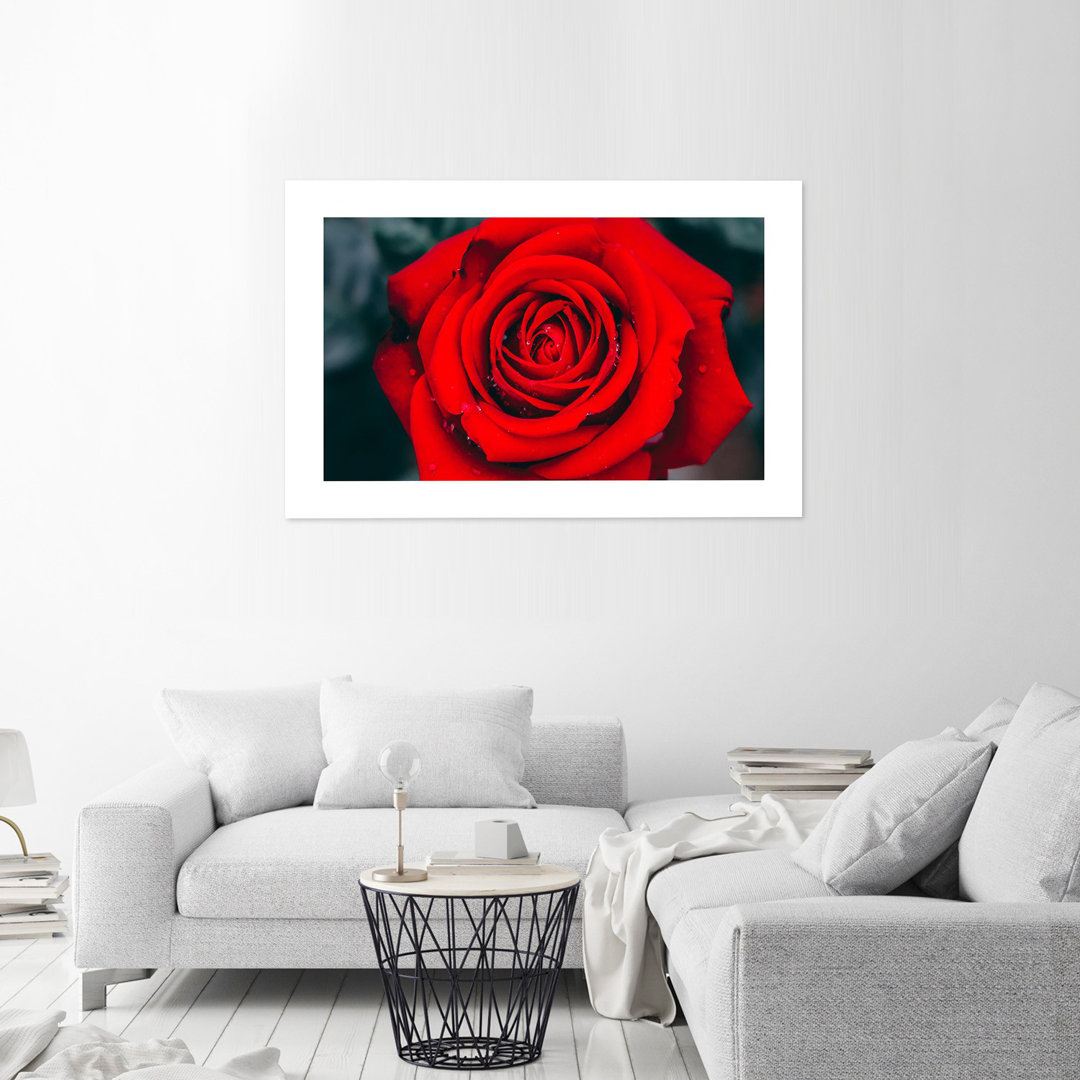 Fotodruck Rose in Bloom