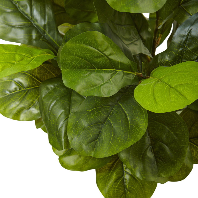 Fiddle Leaf Fig in White Planter