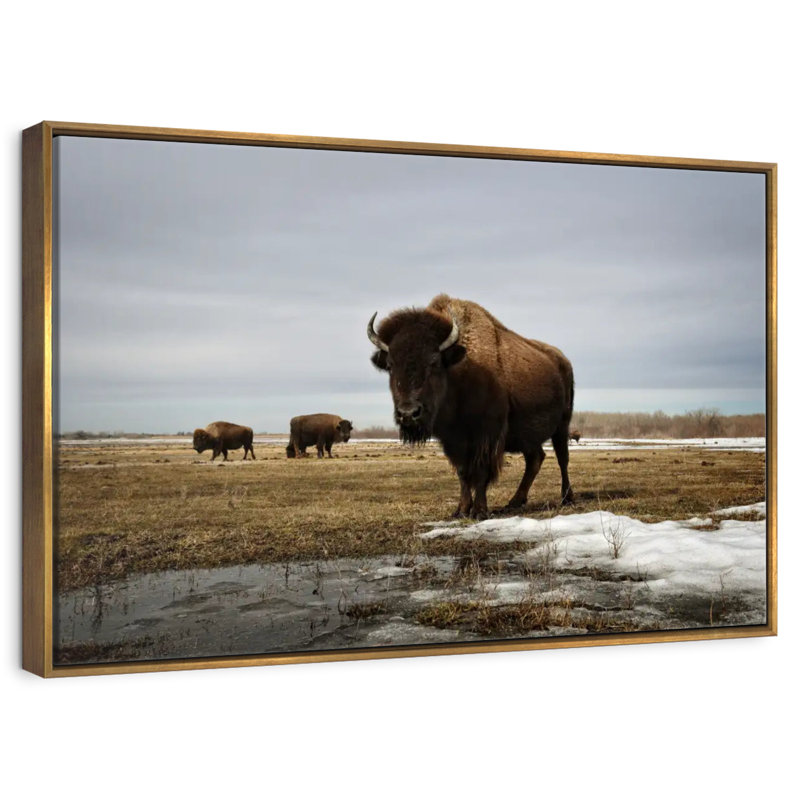 Bison Cloud Day, 46 po x 31 po, Cadre flottant doré