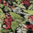 Premium Machine Washable Dockside AMF1816 Watercolor Mistletoe Berry Rug-337988161
