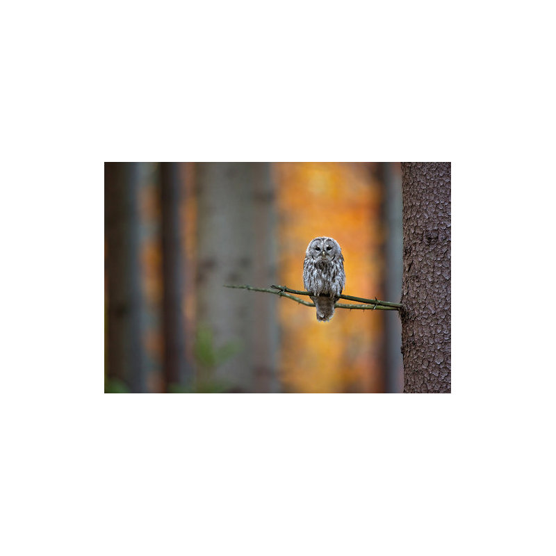 Wrapped Canvas Print, 50.8 cm H x 76.2 cm W