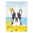 Boston-terrier