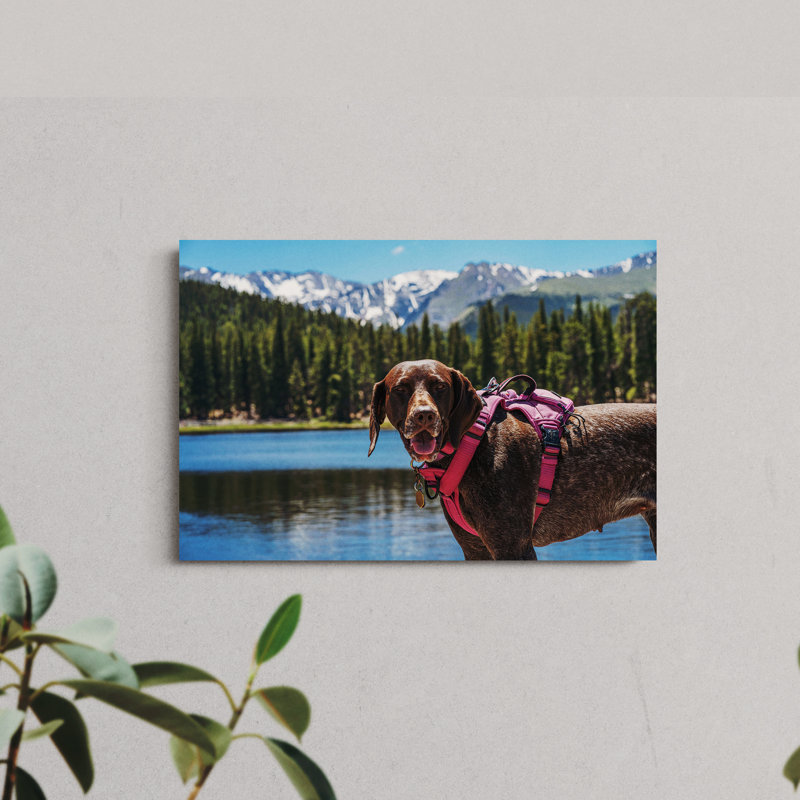 Portrait of a Brown Dog Wearing a Harness Standing on a Lakeshore, 16" H x 24" W