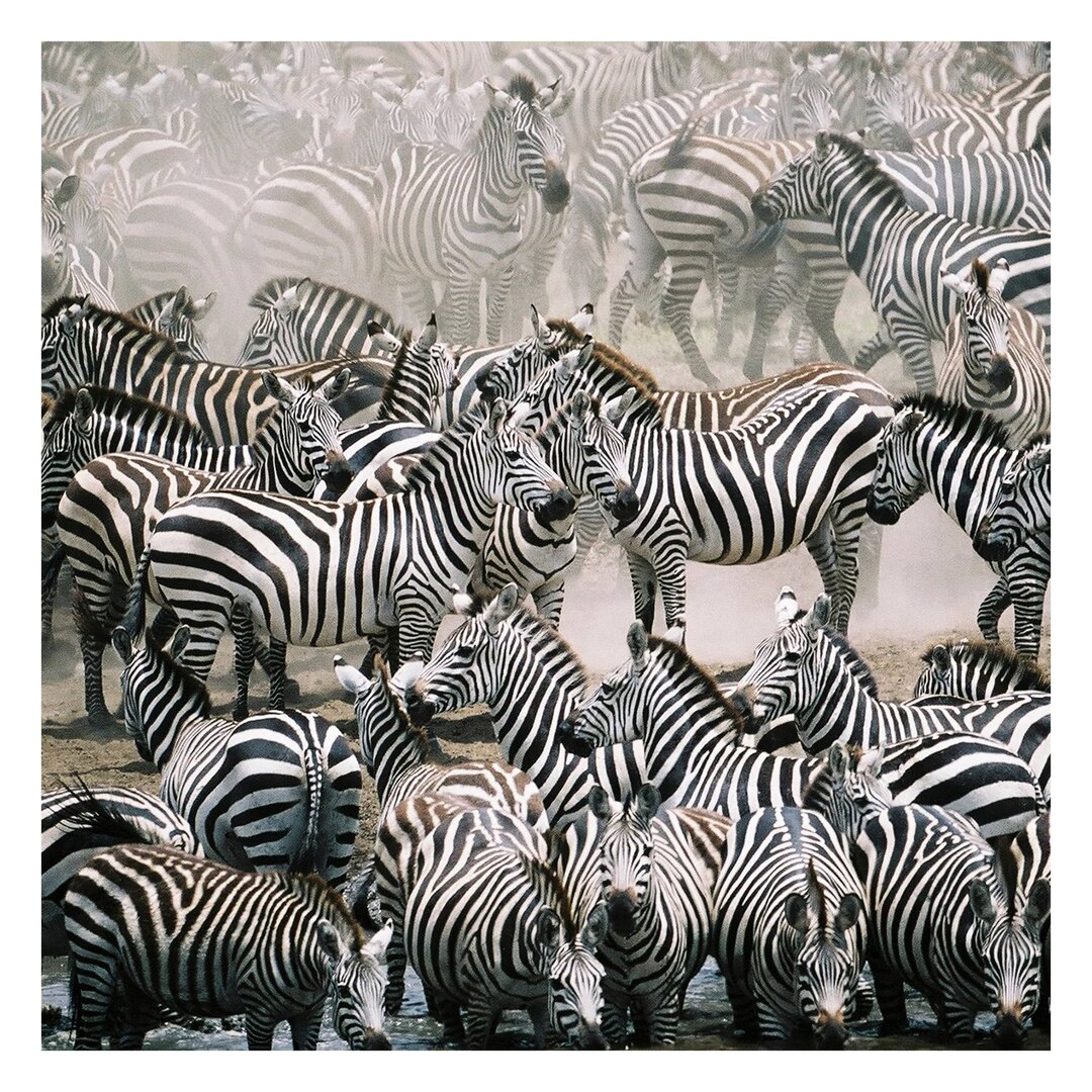 Strukturierte Fototapete Zebra Herd 2,88 m x 288 cm