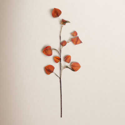Dried Lantern Stems