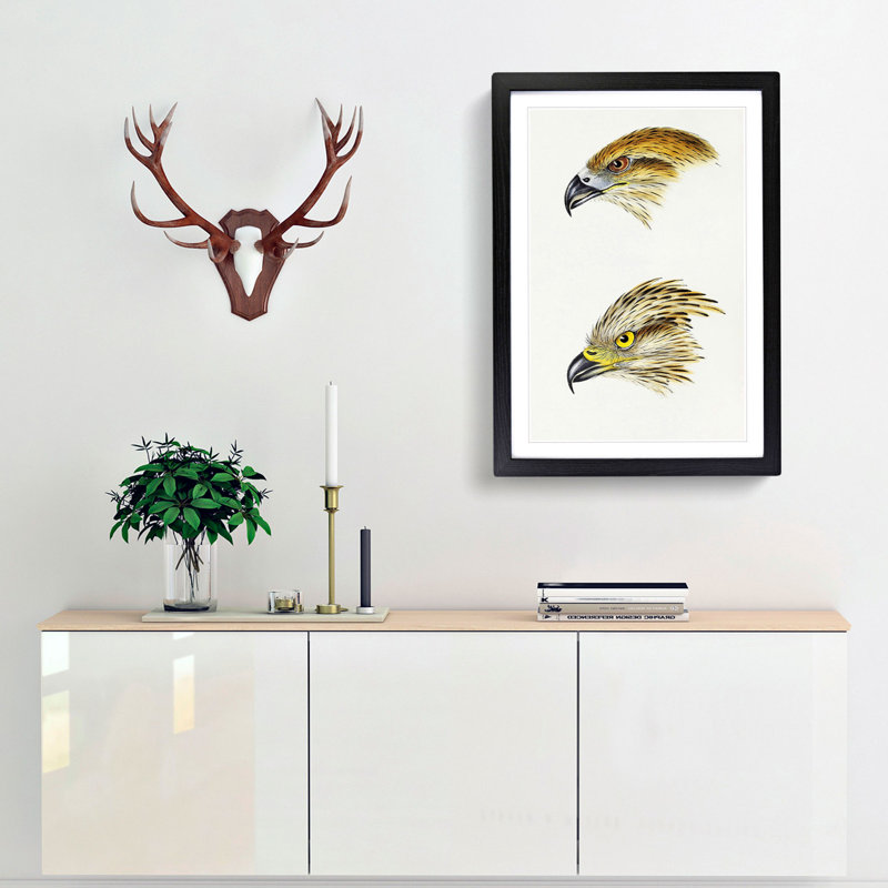 Kite Birds by John Gould - Picture Frame Graphic Art Print, 48cm H x 36cm W x 2cm D, Black Framed