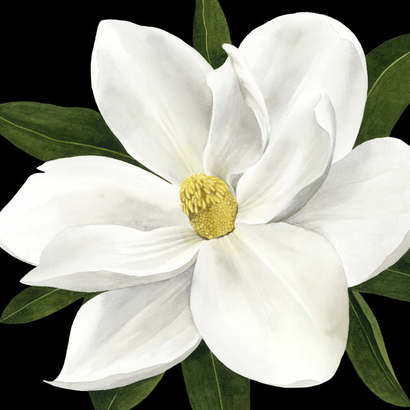 Minuit Magnolia II, H 30 po x l 30 po