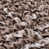 Taupe Graffio est en rupture de stock
