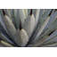 « black tips », reproduction d’art sur toile tendue-16739058