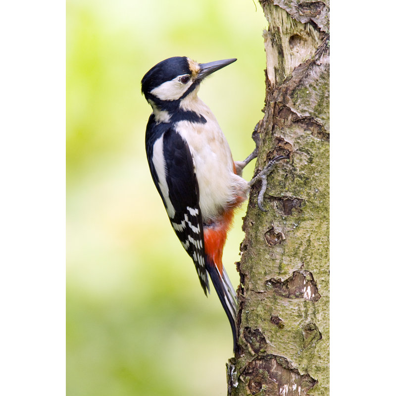 Great Spotted Woodpecker by Andrew_Howe - Wrapped Canvas Print, 76cm H x 51cm W