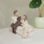 Amoureux et chiens