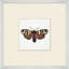 Miniature Butterfly Collection 1 Print