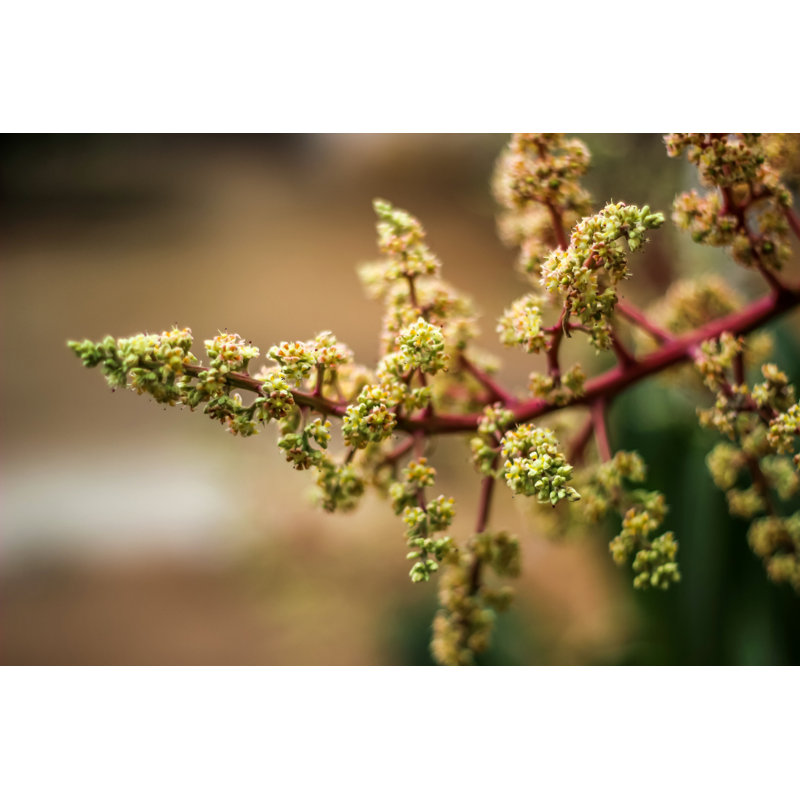Dametrius Mango Tree Flowers par Junior Moreira - Photographie sur toile tendue, H 24 po x l 36 po