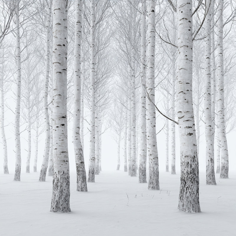 Art mural sur toile Misty Birch Grove, H 12 po x l 12 po