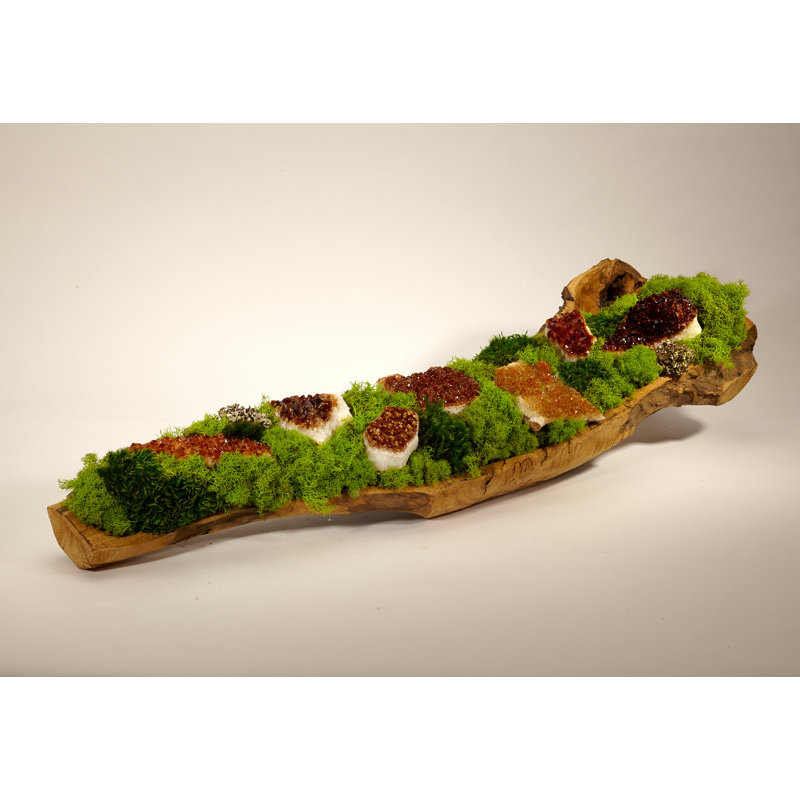 Moss Plant in Wood Planter