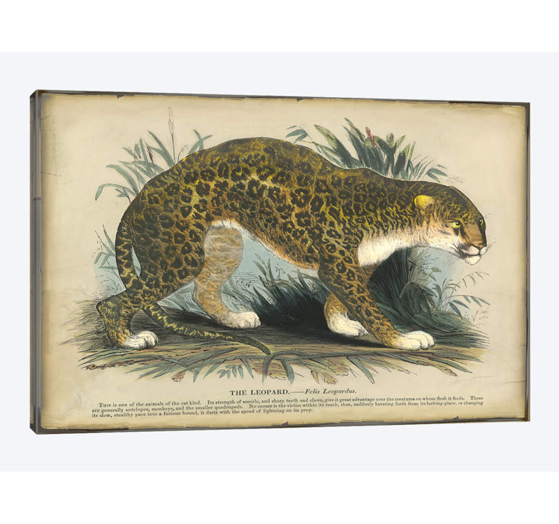 " Leopard " by PI Collection, 26" H x 40" W x 1.5" D, No Mat, Wrapped Canvas