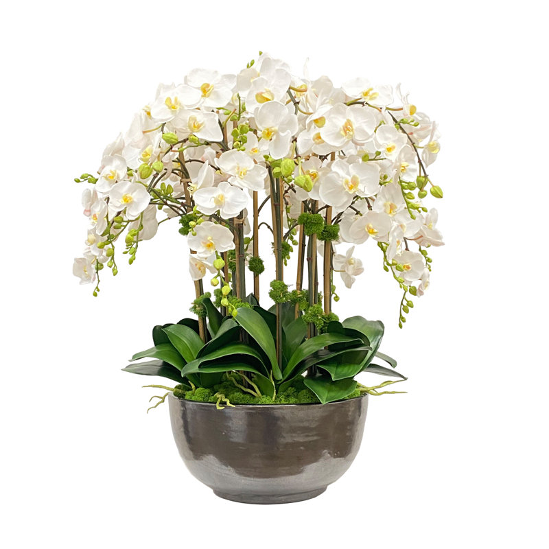 Tige d'orchidée en pot
