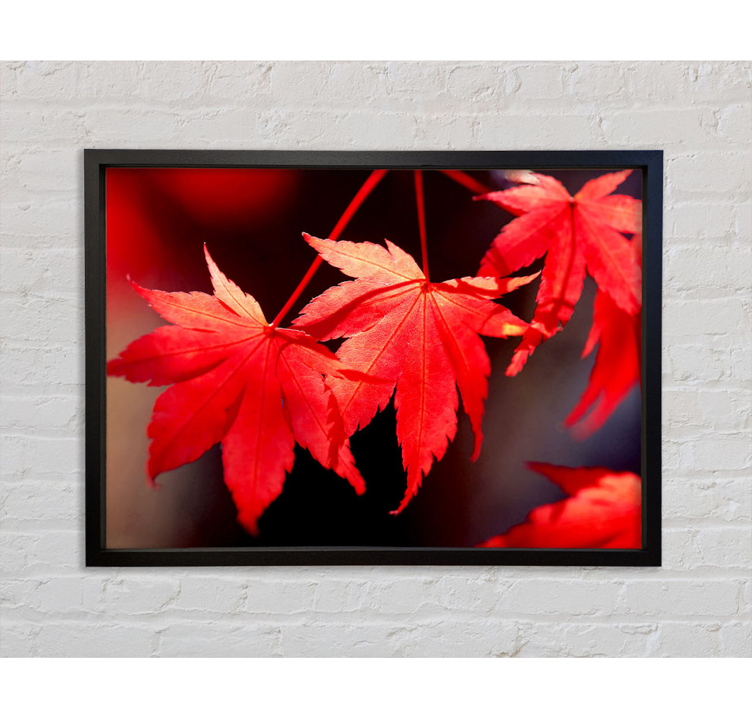 Winter Red Leaves - Einzelner Bilderrahmen Kunstdrucke auf Leinwand