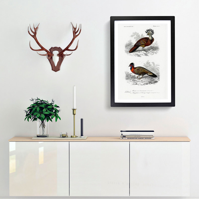 Bird Illustrations PL. 7 by Charles D' Orbigny - Single Picture Frame Painting, Black Framed, 45cm H x 33cm W x 2cm D