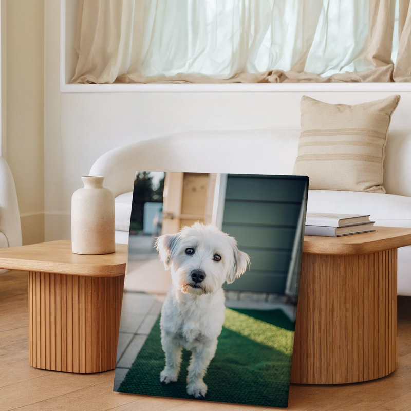 Reproduction d'art sur toile, "Un petit chien blanc moelleux avec une expression ludique", H 12 po x l 9 po