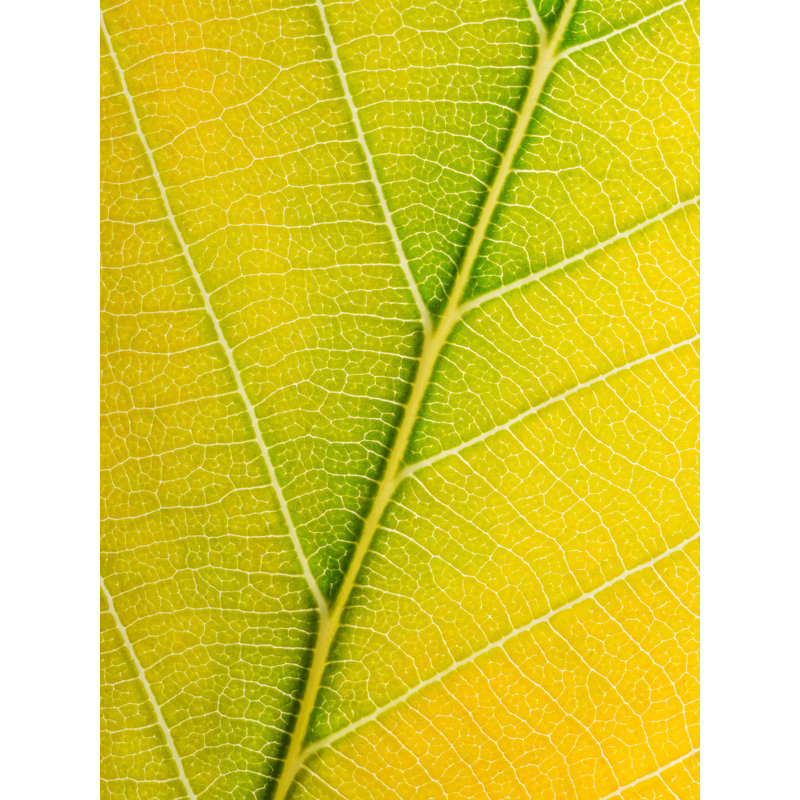 Autumn Leaf Print by Philippe Monthoux, 32" H x 24" W, Wrapped Canvas