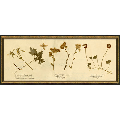 Pressed Botanical " Pressed Botanical 14 "