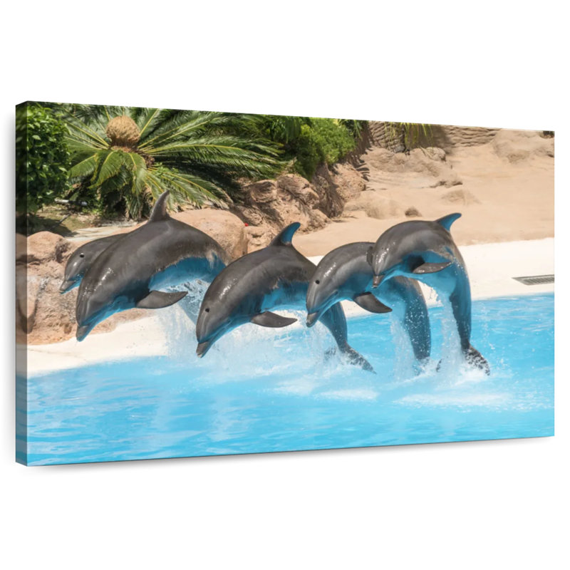 Dauphins synchronisés, H 32 po x l 48 po