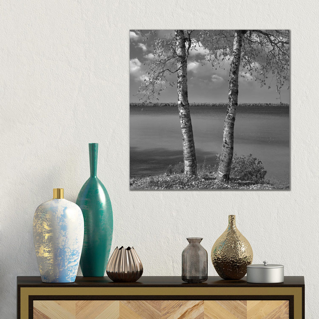 Birke (Betula Sp) Wald, Moose Lake Provincial Park, Manitoba, Kanada von Tim Fitzharris - Gallery-Wrapped Canvas Giclée ...