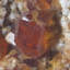 Spessartine. Mine Wushan Spessartine, Chine