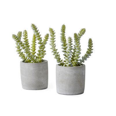 Ensemble de pots de plantes succulentes