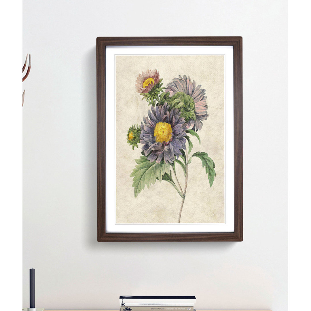 China Aster Flowers by Pierre-Joseph Redoute - Framed Print