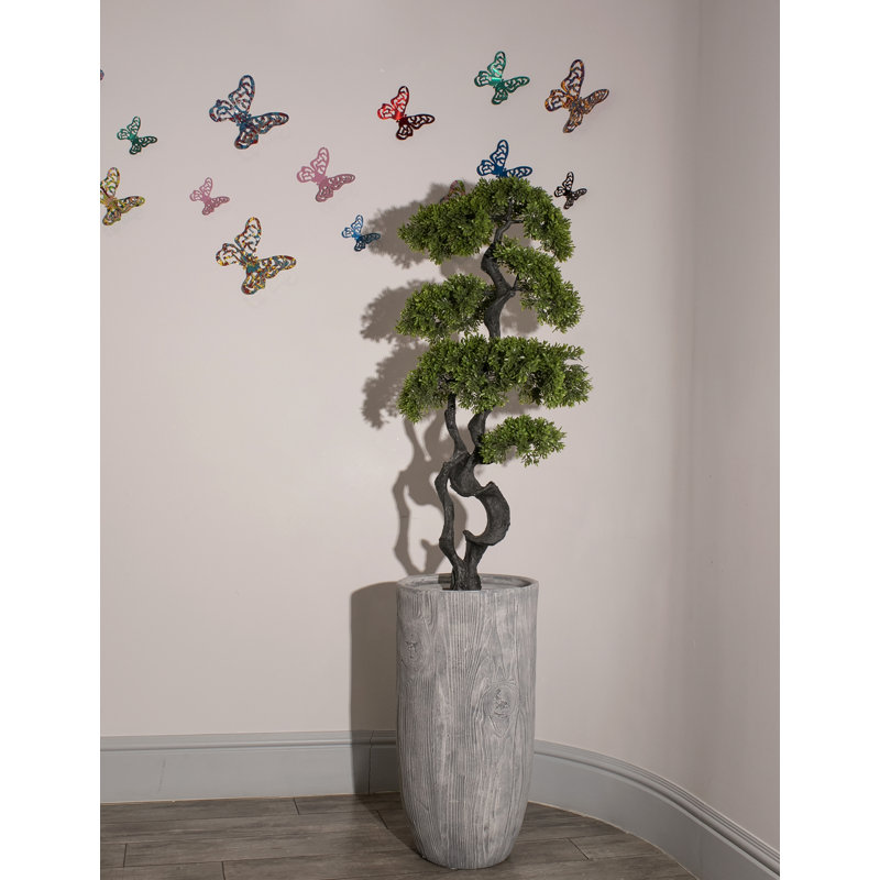 Panama Bonsai en pot