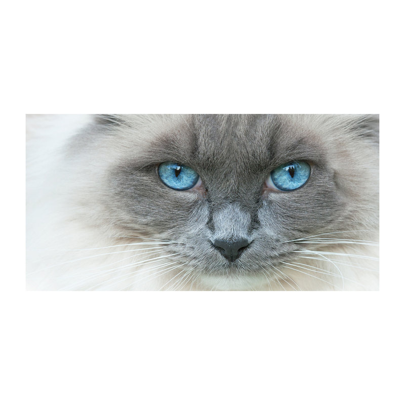 Cat with Blue Eyes 1 Piece Wrapped Canvas Wall Art