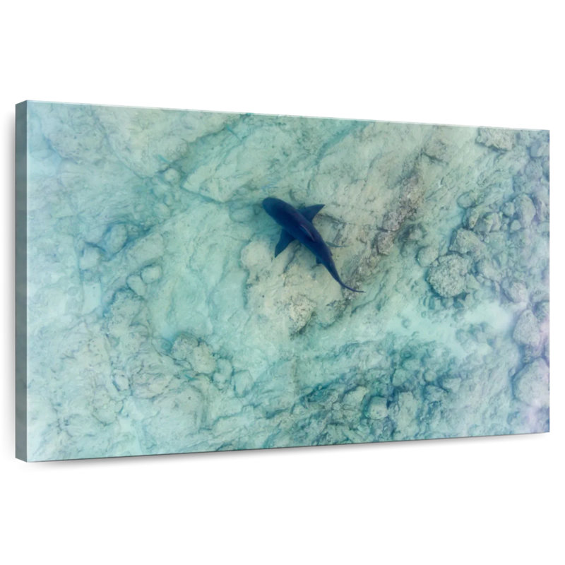 Brampt Sea Of Cortez Bull Shark, 30" H x 45" W