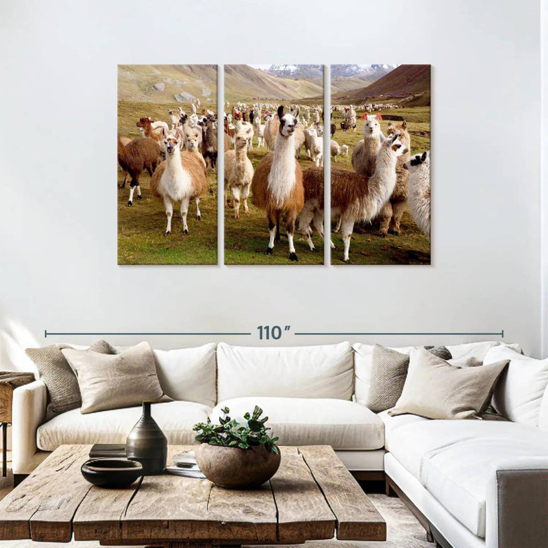 Brampt Peruvian Alpacas And Llamas, 48" H x 74" W